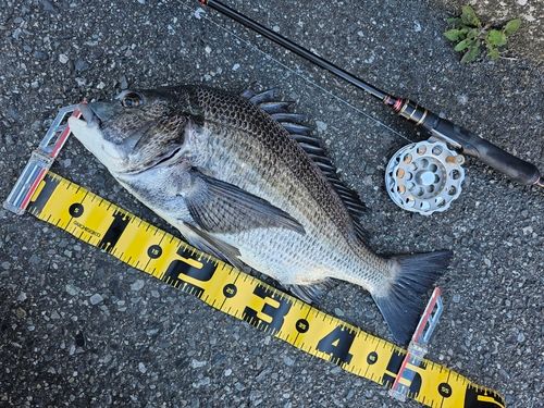 クロダイの釣果