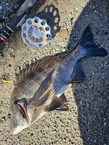 クロダイの釣果