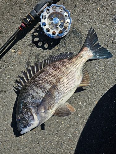 クロダイの釣果