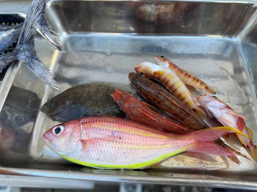 イトヨリダイの釣果