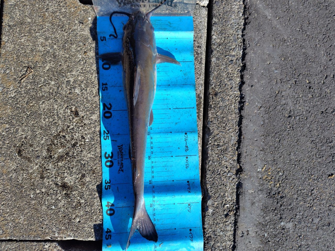 アメリカンキャットフィッシュ