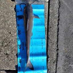 アメリカンキャットフィッシュ