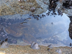 アイナメの釣果