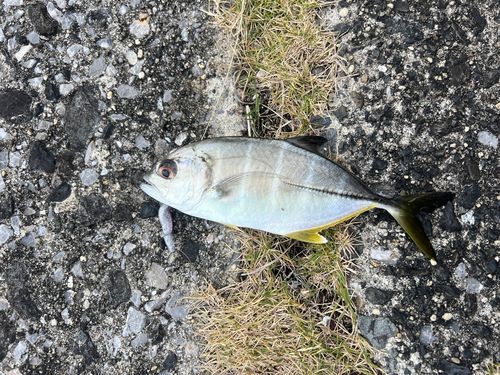 ギンガメアジの釣果