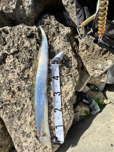 タチウオの釣果