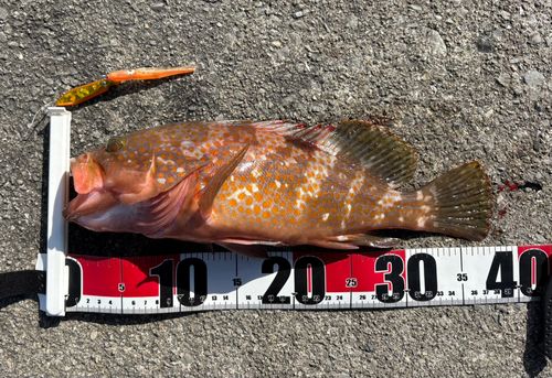 キジハタの釣果