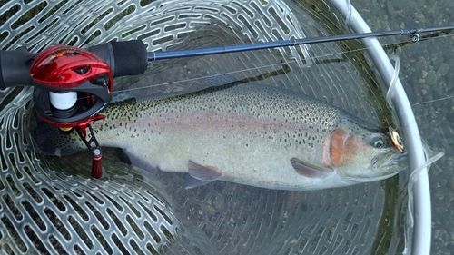 ニジマスの釣果