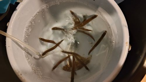 ワカサギの釣果