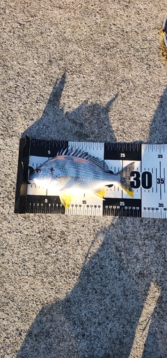 キビレの釣果