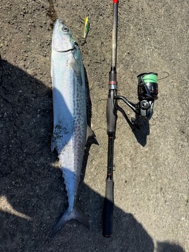 サゴシの釣果