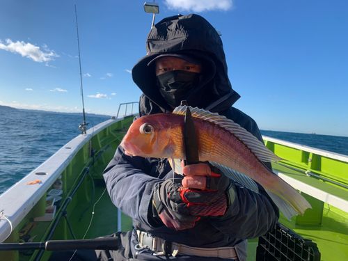 アマダイの釣果