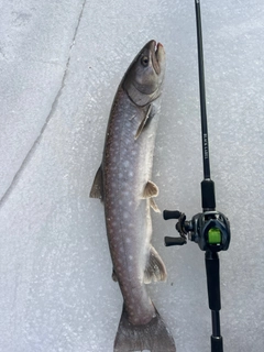 アメマスの釣果