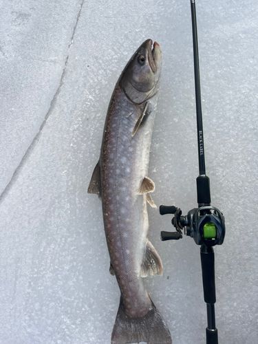 アメマスの釣果