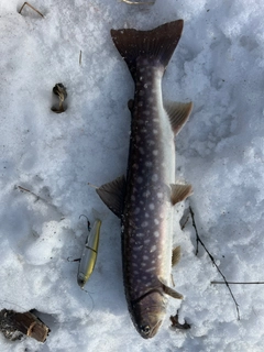 アメマスの釣果