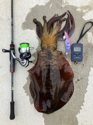 アオリイカの釣果