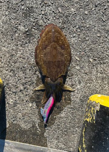 コウイカの釣果