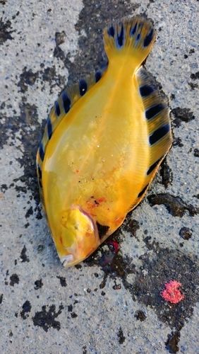 マツカワの釣果