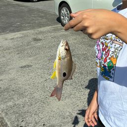 ニセクロホシフエダイ