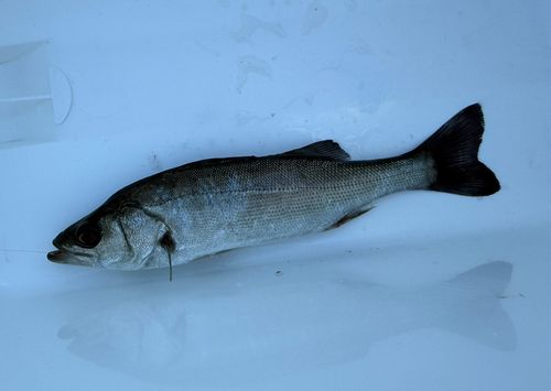 セイゴ（マルスズキ）の釣果