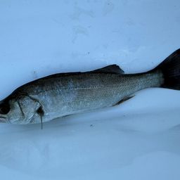 セイゴ（マルスズキ）