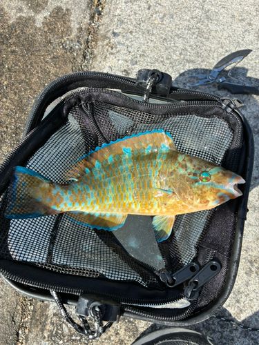 ヒブダイの釣果