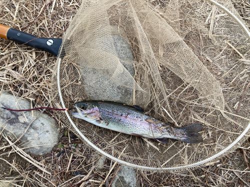 日本ラインマス釣り場
