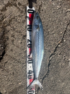 サゴシの釣果