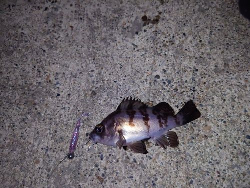 シロメバルの釣果