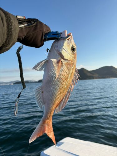 コブダイの釣果