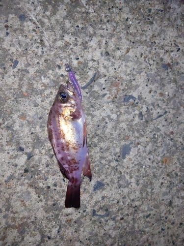 ウスメバルの釣果