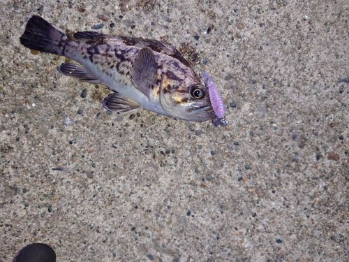 クロソイの釣果