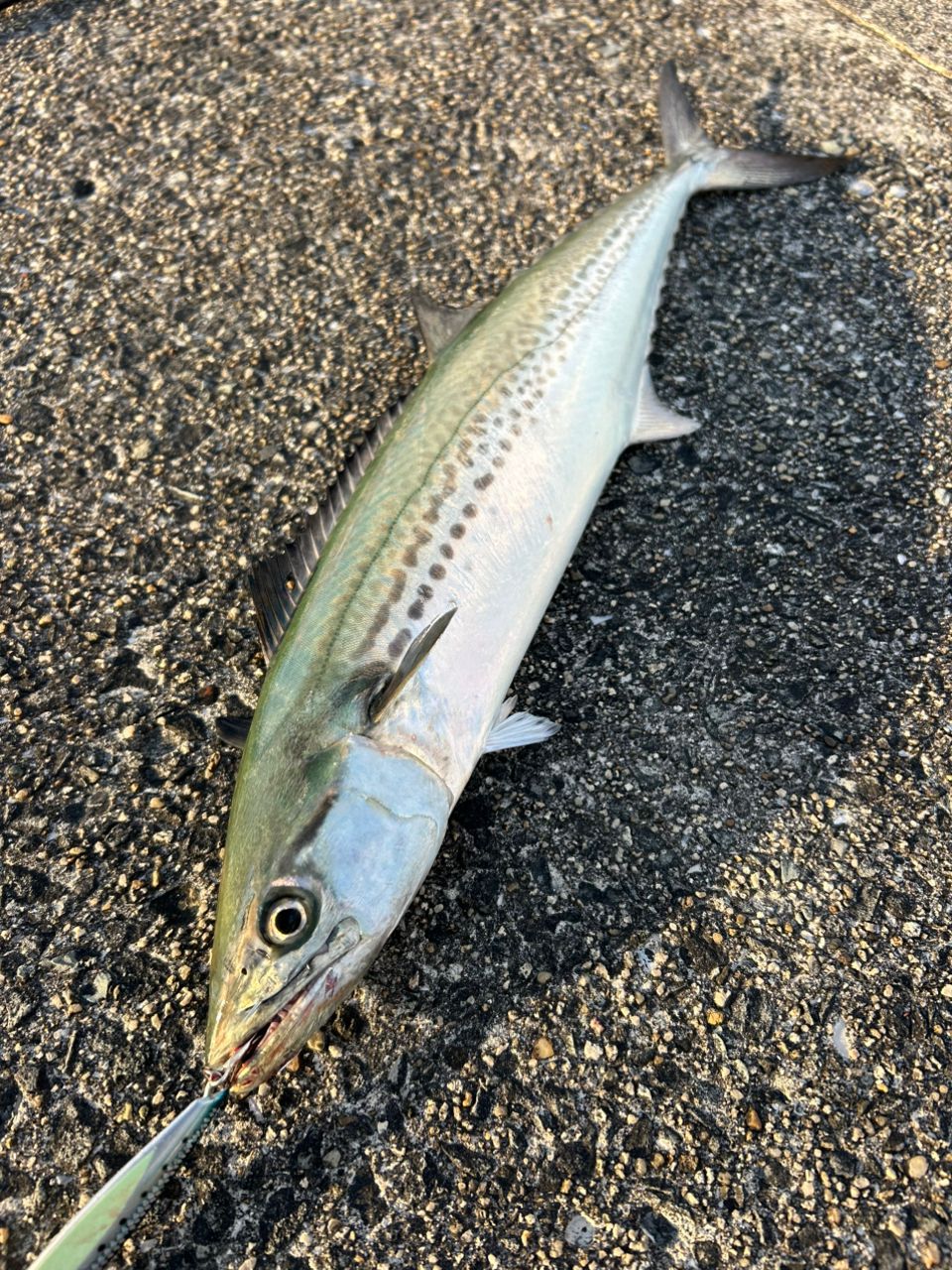 SHIMANO 18ディアルーナ S106Mの最安値・インプレ・釣果 | 本音の