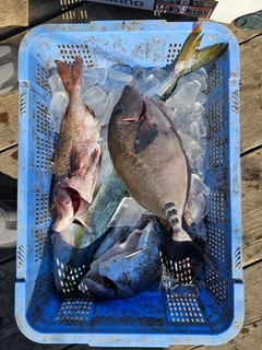マダイの釣果