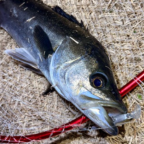 フッコ（マルスズキ）の釣果