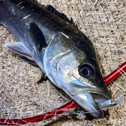 フッコ（マルスズキ）