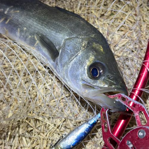 セイゴ（マルスズキ）の釣果