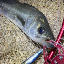 セイゴ（マルスズキ）