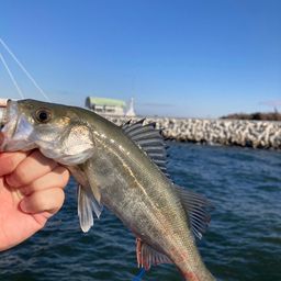 セイゴ（マルスズキ）