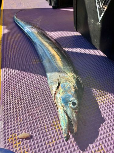 タチウオの釣果