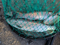 サクラマスの釣果