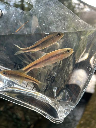 カワムツの釣果