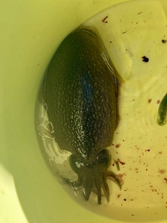 シリヤケイカの釣果