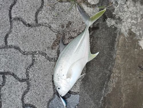 オニヒラアジの釣果