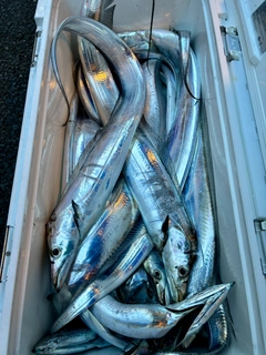 タチウオの釣果