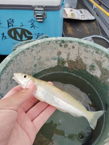 ホシギスの釣果