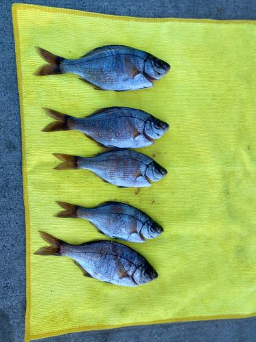 ウミタナゴの釣果