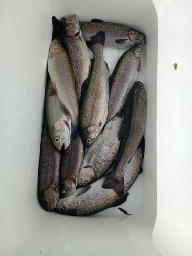 ニジマスの釣果