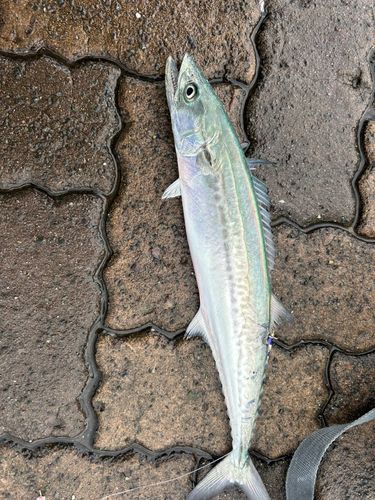 鞠山海遊パーク