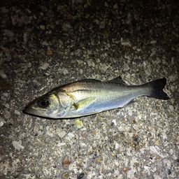 セイゴ（マルスズキ）