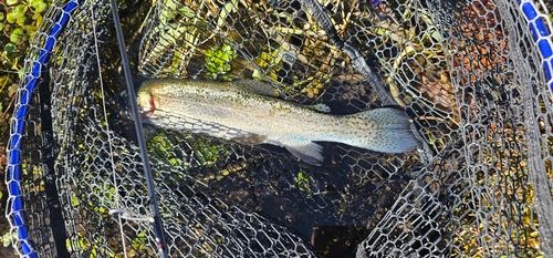 高萩ふれあいの里フィッシングエリア